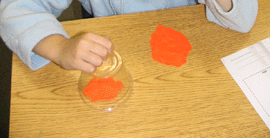 Student testing how a turtle's shell provides protection using playdough and a plastic cup