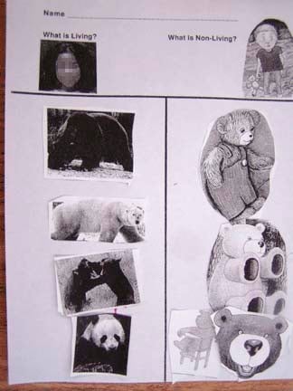 Living and nonliving bear sorting activity