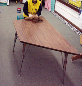 Teddy bear obstacle course